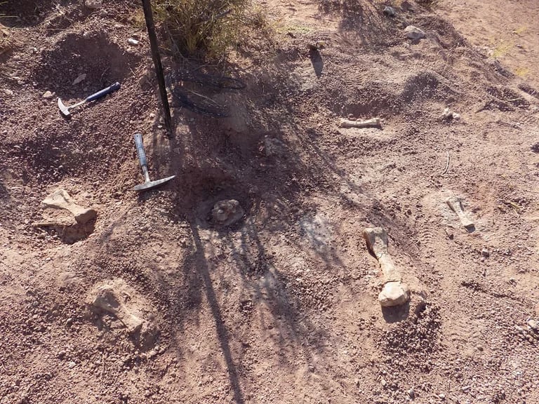 Se hallaron unos cien huesos de titanosaurios en una etapa de vida inicial.