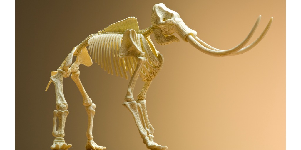 Esqueleto de un mamut.
