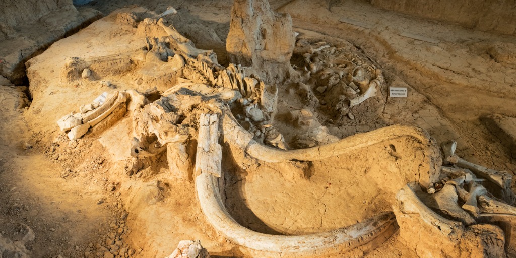 Fósiles de mamut.