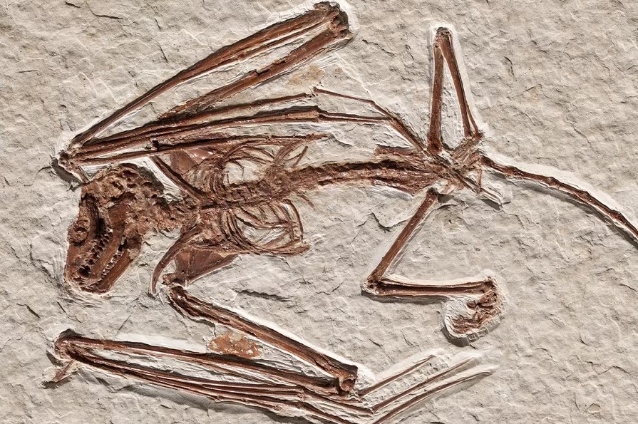 El esqueleto fósil hallado por los científicos.