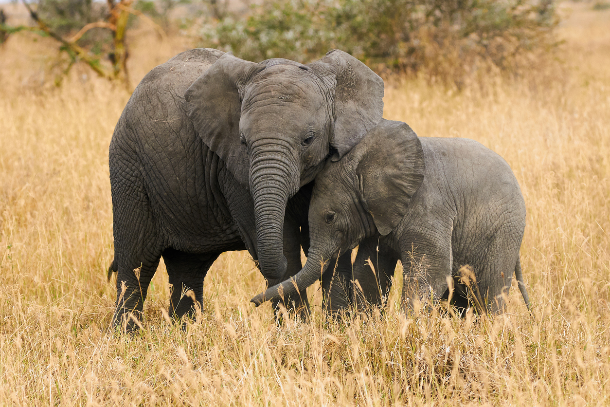 Nacen elefantes sin colmillos