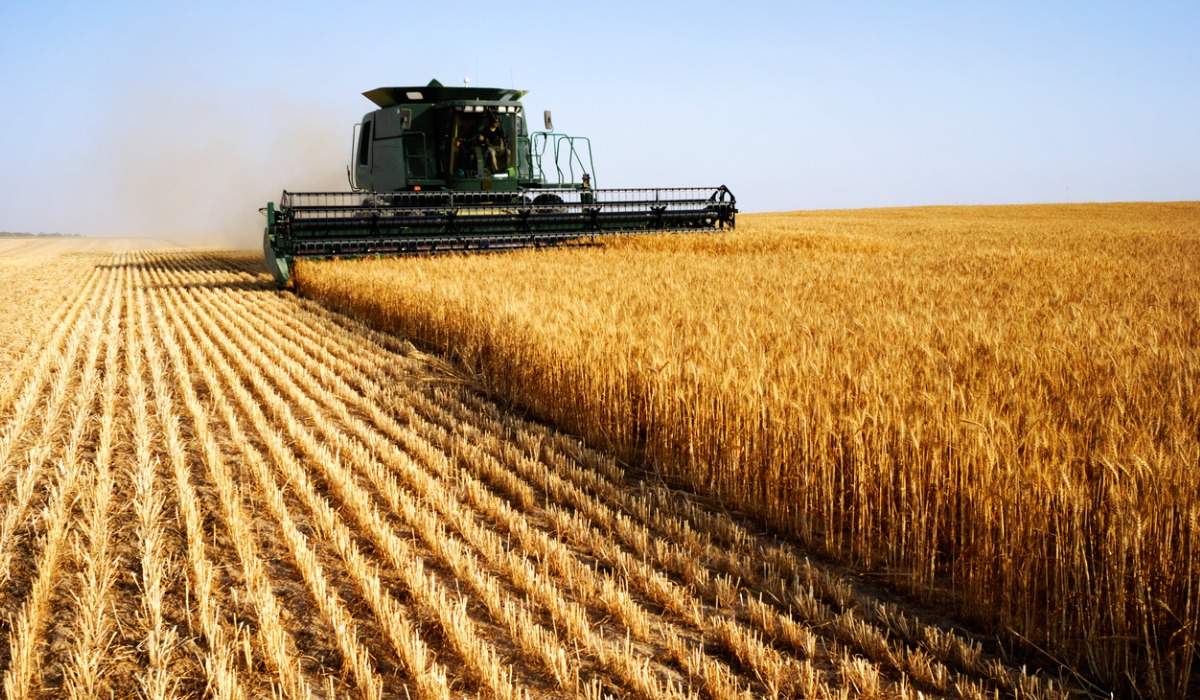 Los cultivos resistentes, como grandes cantidades de trigo, son fundamentales.