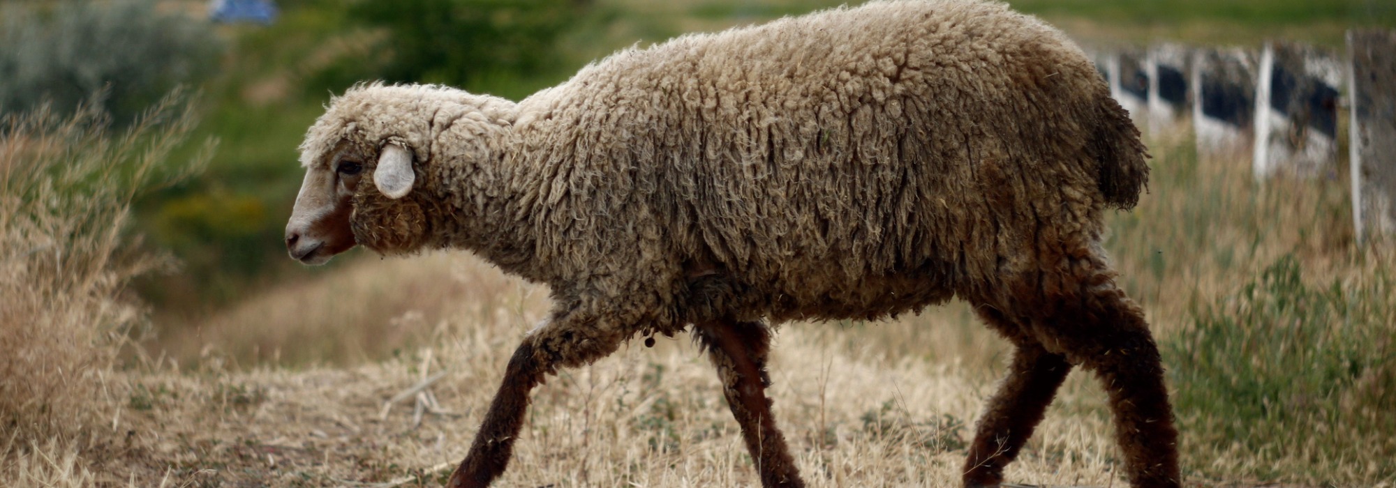 Los científicos emplearon la técnica usada para clonar a la célebre oveja Dolly.