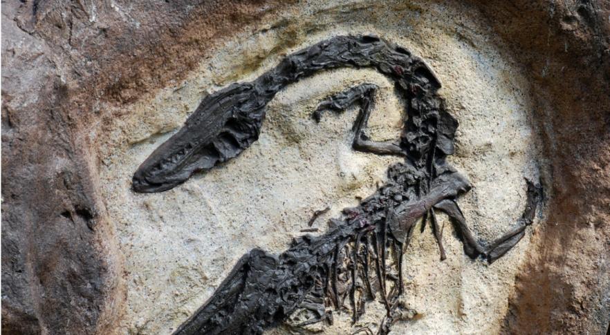 Misterioso fósil momificado