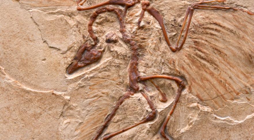 Fósil de cráneo de dinosaurio y cuerpo de ave 