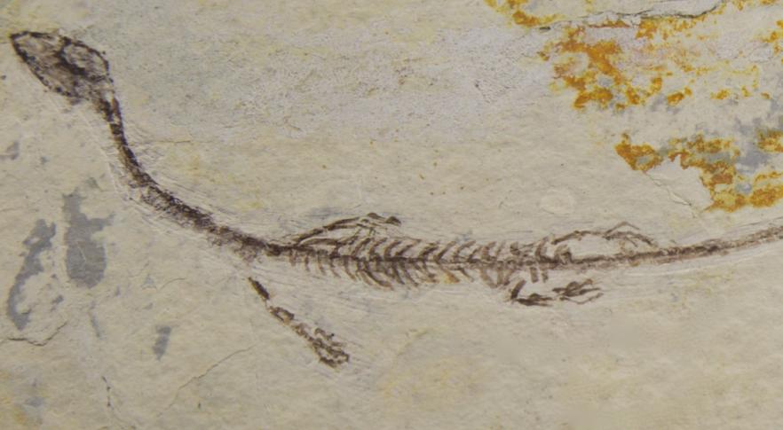Hallan una criatura marina desconocida que vivió hace 244 millones de años 