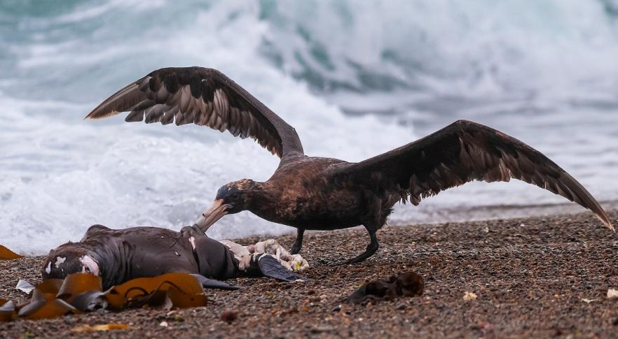 Descubren los restos fósiles de un ave gigante que devoraba focas