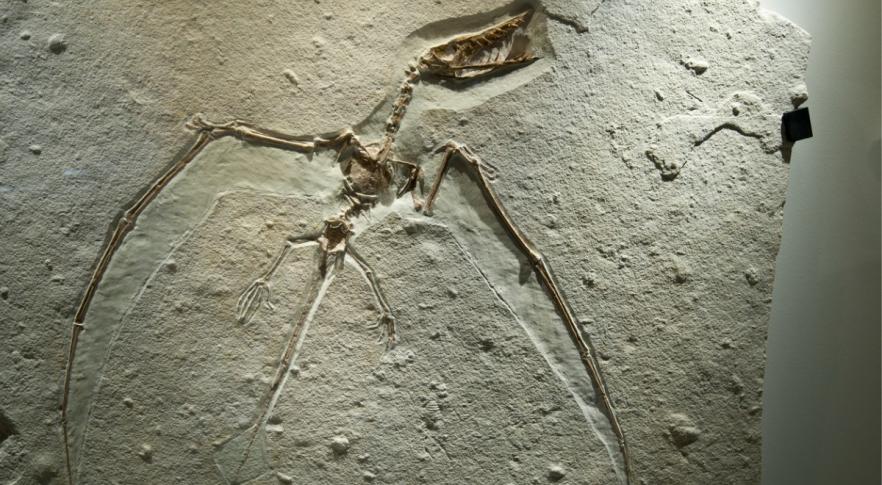 Descubren en China un eslabón perdido en la evolución de los dinosaurios y las aves