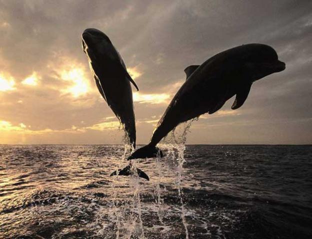 Los delfines que salvan humanos -0