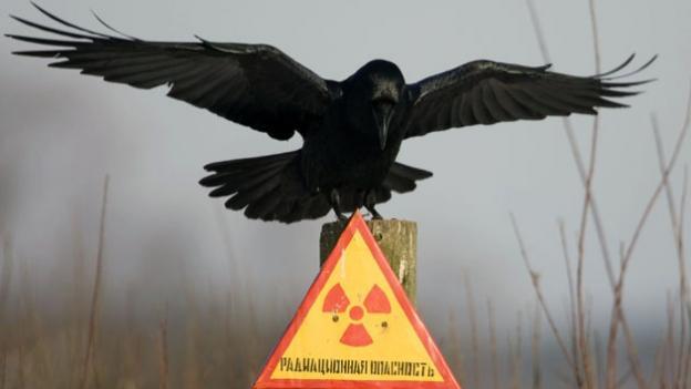 La radiación benefició el metabolismo de los pájaros de Chernóbil-0