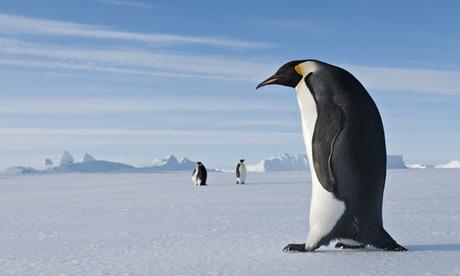 Asombroso hallazgo fósil demuestran que los pingüinos fueron tan altos como un ser humano-0