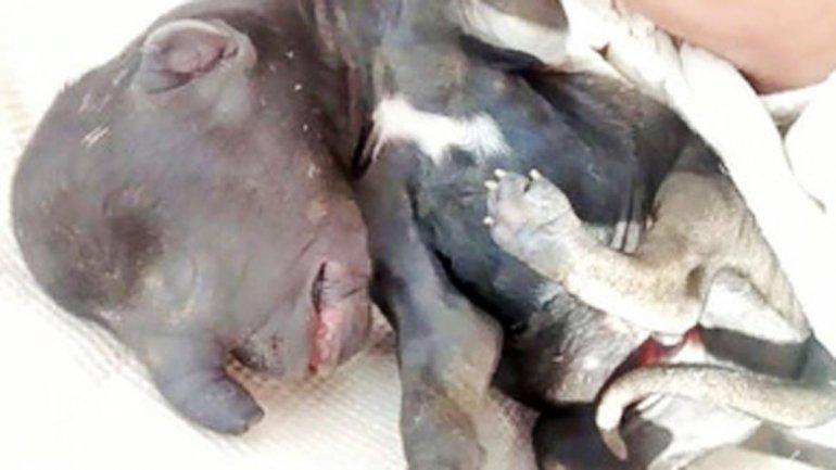 Increíble rareza científica: El nacimiento de un "perro-elefante" conmociona a una ciudad argentina-0