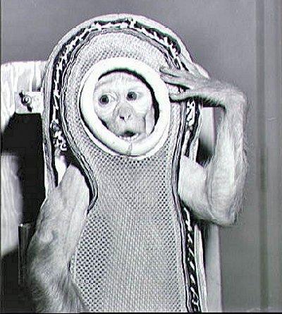 El mono Sam regresa a la Tierra tras viajar al espacio-0