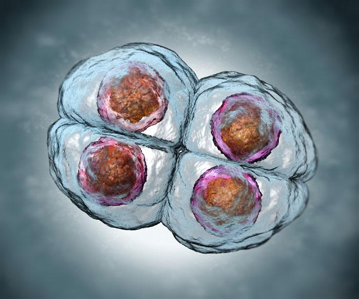 Controversia mundial: Por primera vez modifican genéticamente embriones humanos-0