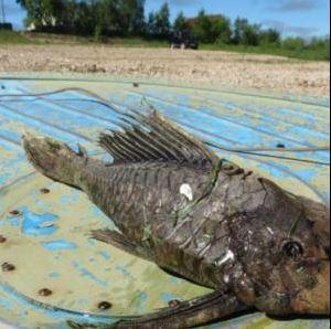 Impresionante hallazgo: capturan un pez "mutante" con cabeza de reptil y escamas fosilizadas-0