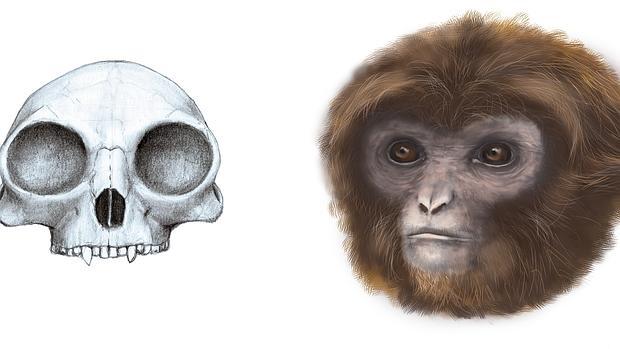 Extraordinario hallazgo: un nuevo ancestro humano permite completar la cadena evolutiva-0
