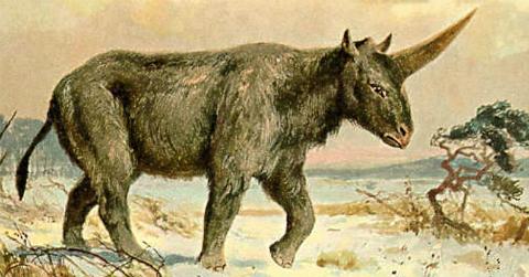 Hallazgo en Siberia: humanos y unicornios convivieron hace unos 30 mil años-0