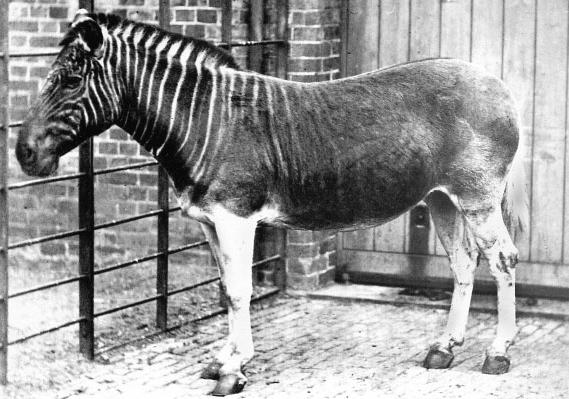 Reviven al Quagga, un raro animal extinto hace 100 años-0