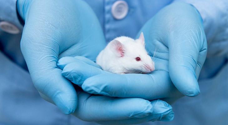 La mutación en los ratones puede ser la clave para la longevidad-0