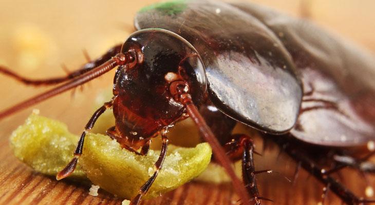 Las cucarachas se están haciendo inmunes a los insecticidas-0