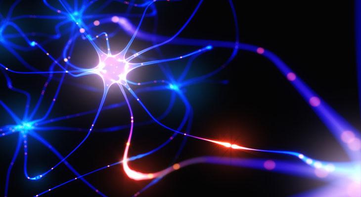 Científicos argentinos descubren el origen de un enigmático conjunto de neuronas-0