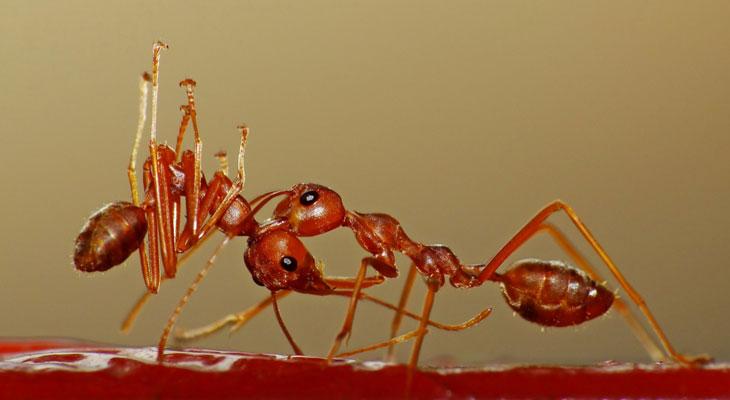 Un millón de hormigas caníbales salen a la superficie-0