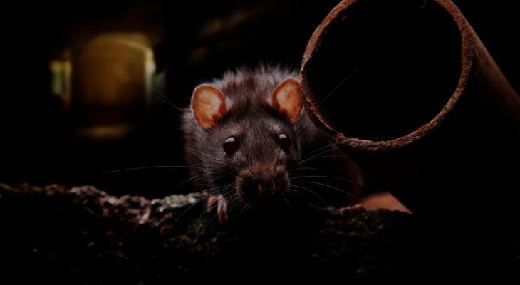 La guerra contra las ratas podría estar generando una nueva especie-0
