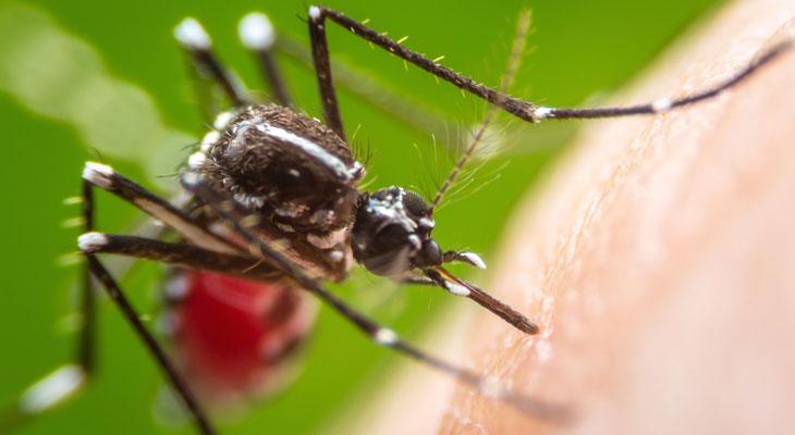 La ciencia descubre a quiénes pican más los mosquitos-0