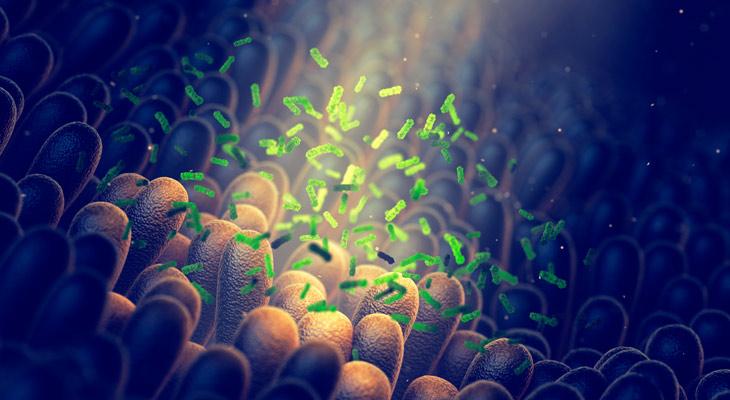 Descubren microbios intestinales capaces de predecir la muerte-0