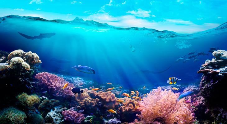 La vida extinta en los océanos puede recuperarse en 30 años-0