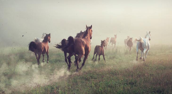 Los caballos salvajes de Chernóbil-0