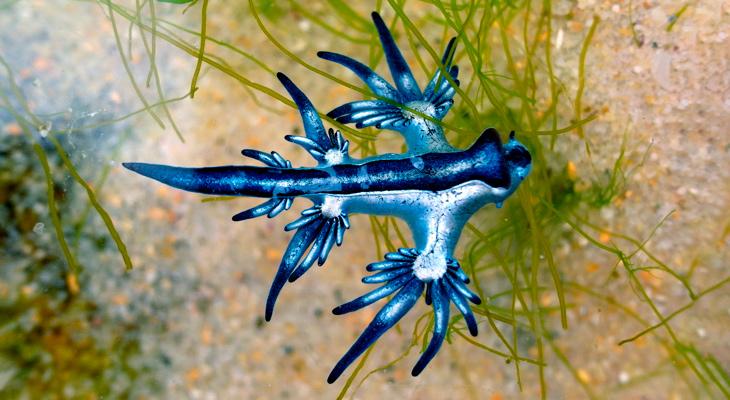 Dragón azul: misteriosa criatura aparecida en la costa de Estados Unidos-0