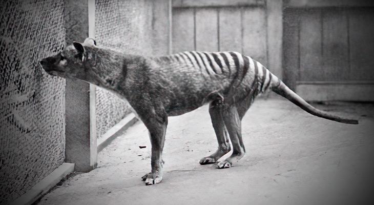 Divulgan las últimas imágenes del extinto tigre de Tasmania-0