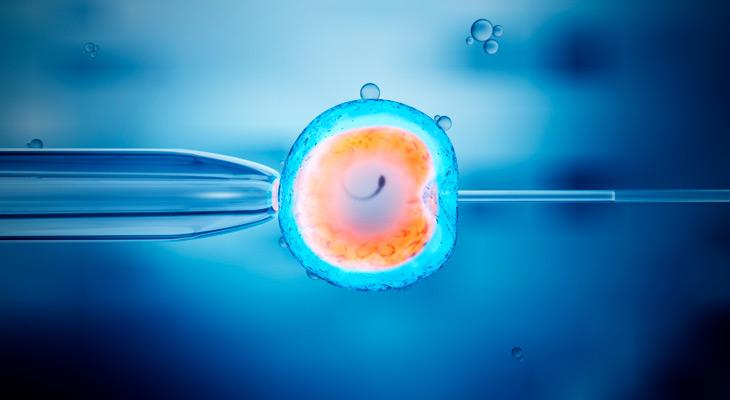 Crean un embrión de ratón que es 4 por ciento humano-0