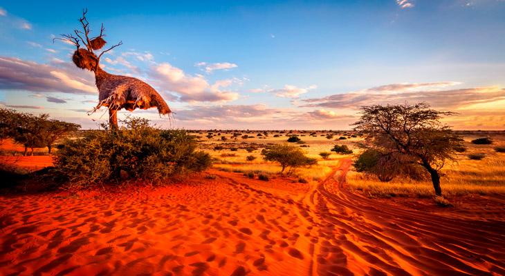 Misterio en el desierto de Namibia: huellas de los dioses o anillos de las hadas-0