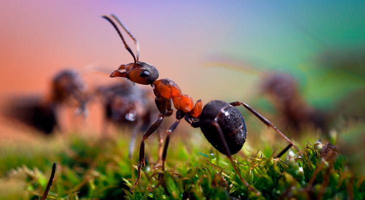Hallan un ámbar prehistórico con una hormiga del infierno comiendo una cucaracha-0