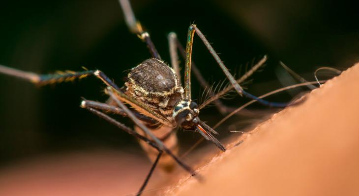 Estados Unidos liberará 750 millones de mosquitos modificados genéticamente-0