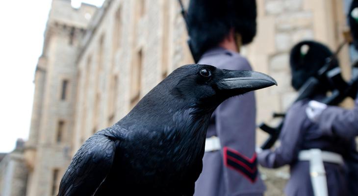 Temor por la desaparición de un cuervo de la Torre de Londres: ¿presagia la caída de la Corona británica?-0