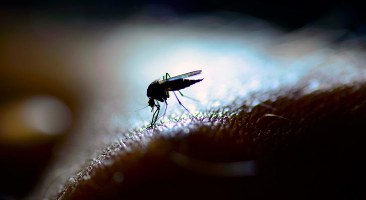 Liberan millones de mosquitos genéticamente autodestructivos-0