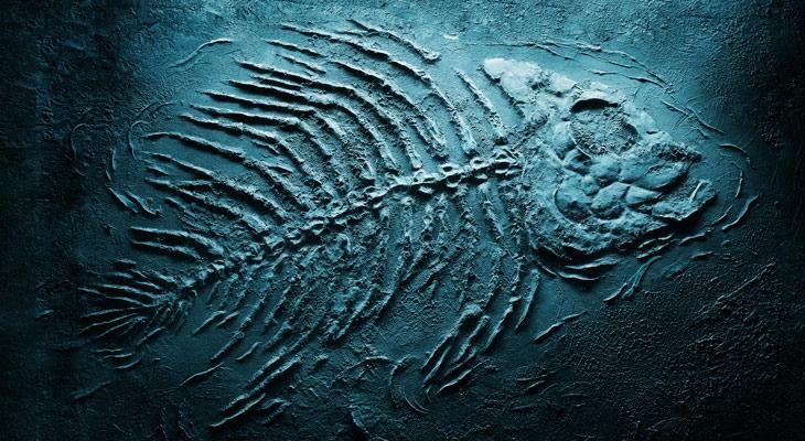 Los peces sobrevivieron al calentamiento hace 56 millones de años-0