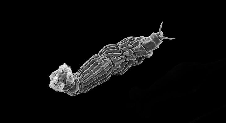 Supervivencia extrema: animal microscópico sobrevive 24 mil años-0