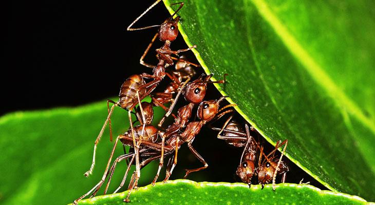 La colonia de hormigas más grande del mundo vive en Argentina-0