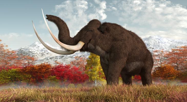 La ciencia recauda 15 millones de dólares para revivir al mamut-0