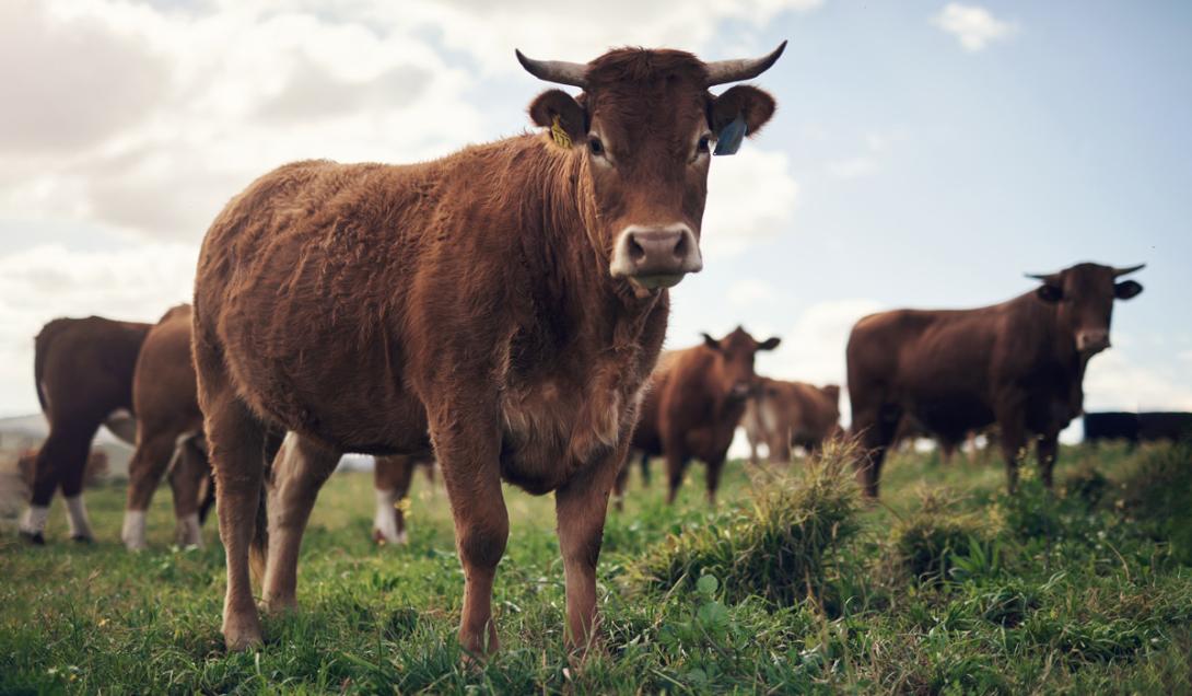 Dejar de producir carne salvaría al planeta, según una investigación científica-0