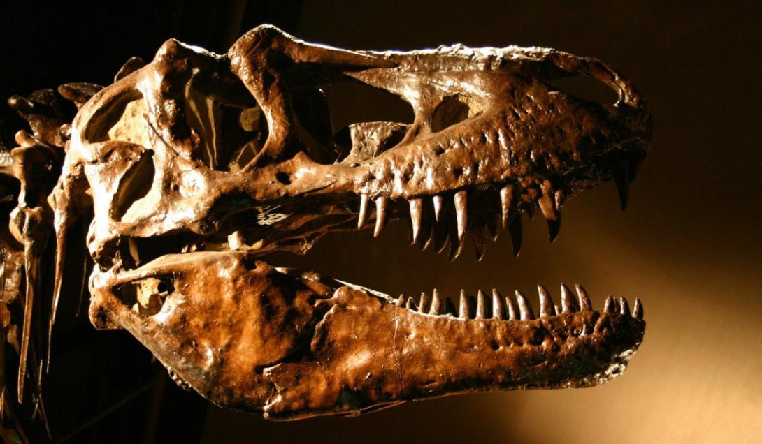 Hallazgo increíble: el “primer fósil de dinosaurio vinculado al asteroide que causó su extinción”-0