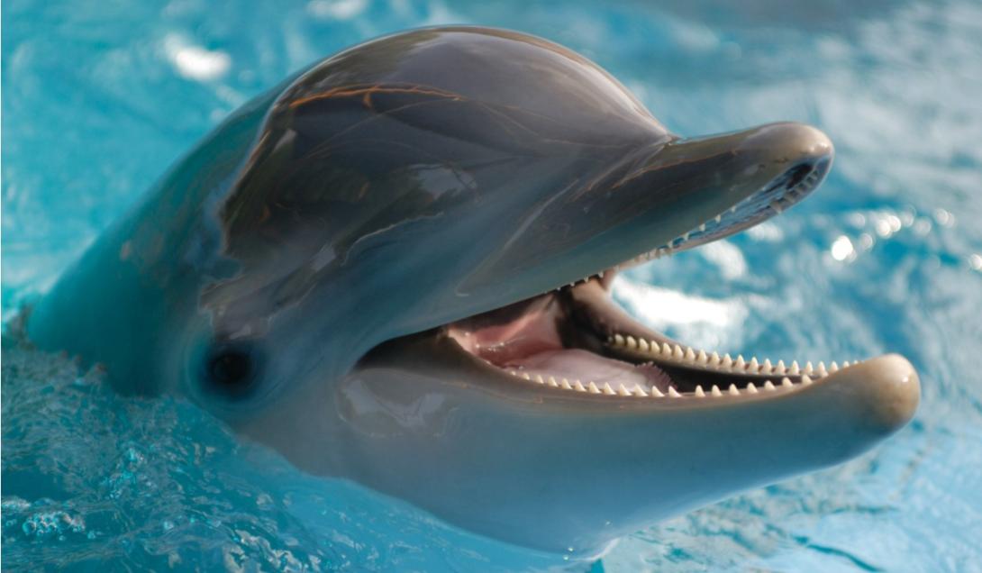 Descubren que a los delfines les gusta la música clásica y los vuelve más amigables-0