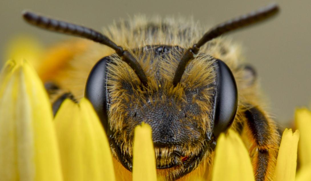 Científico afirma haber probado que las abejas tienen emociones-0