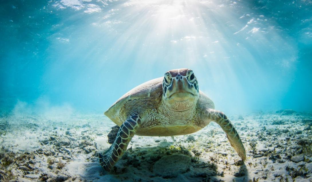 El 99% de las tortugas marinas nacen hembras por el cambio climático-0