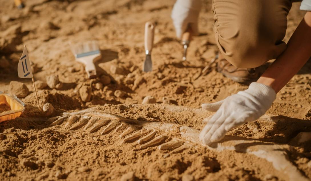 Descubren fósiles de un animal desconocido, anterior a los dinosaurios-0