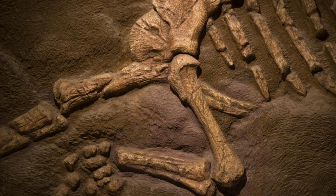 Descubren un fósil de dinosaurio que aún conserva la piel-0